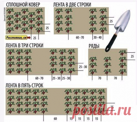 Посадка клубники