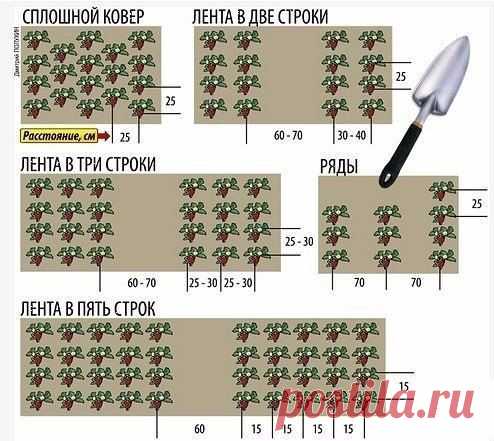 Посадка клубники