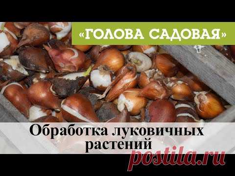 Голова садовая - Обработка луковичных растений