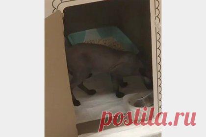 Водитель мусоровоза спас выброшенного в мусорный бак кота. В подмосковном селе Зюзино водитель мусоровоза спас домашнего кота по кличке Вольт, выброшенного хозяевами на помойку. 55-летний Борис Галишников находился на смене, когда нашел плотно заклеенную скотчем коробку в одном из мусорных контейнеров. Интуиция подсказала мужчине открыть ее.