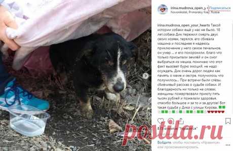 Похороненный на пустыре пес выбрался из могилы и вернулся к хозяевам | Общество