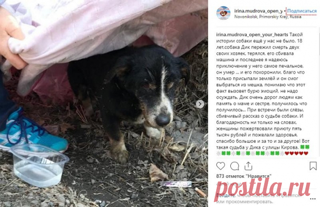 Похороненный на пустыре пес выбрался из могилы и вернулся к хозяевам | Общество