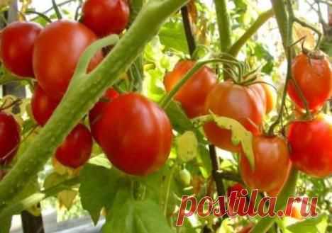 Помидорные секреты быстрого созревания.