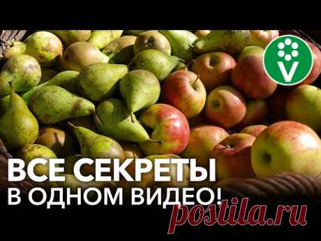 ЯБЛОНИ И ГРУШИ: САМОЕ ПОЛНОЕ РУКОВОДСТВО ОБРАБОТОК И ПОДКОРМОК С ВЕСНЫ ДО ОСЕНИ!