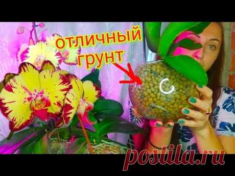 В этом ДЕШЕВОМ грунте КОРНИ БУРНО РАСТУТ/ орхидея в керамзите