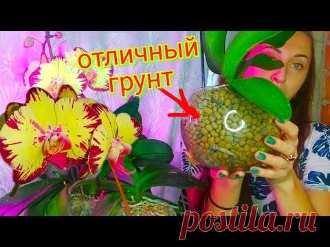 В этом ДЕШЕВОМ грунте КОРНИ БУРНО РАСТУТ/ орхидея в керамзите