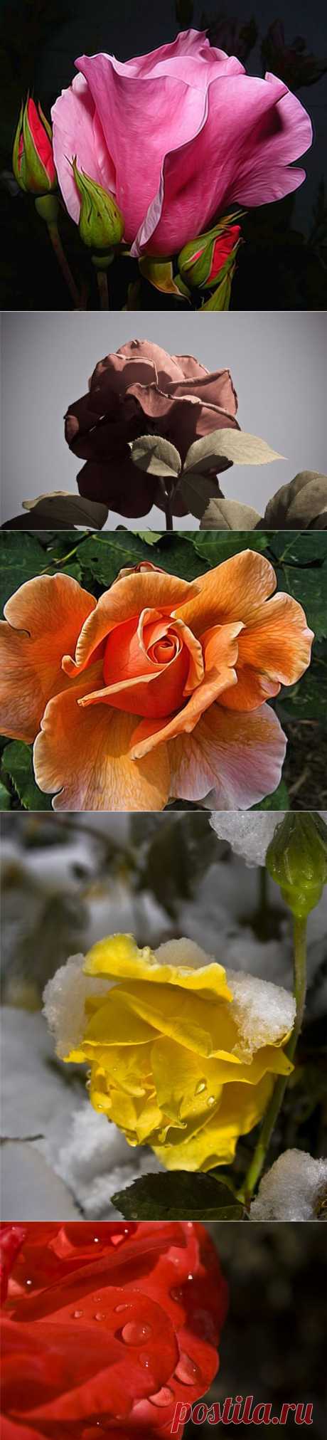 Впитали и негу, и грезы французских земель и небес….