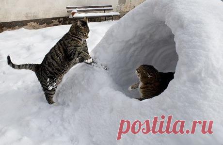 Зимняя тема