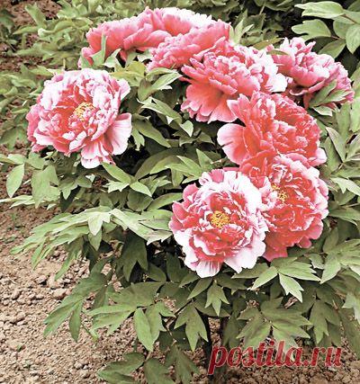 Пять способов заставить древовидный пион прожить 100 лет