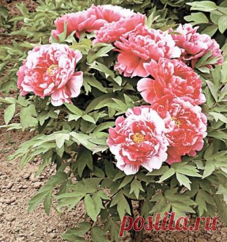 Пять способов заставить древовидный пион прожить 100 лет