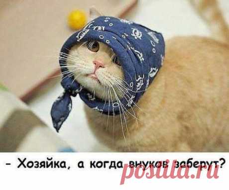 Для всех, кто любит кошек и котов &gt;&gt;&gt; https://ok.ru/milota