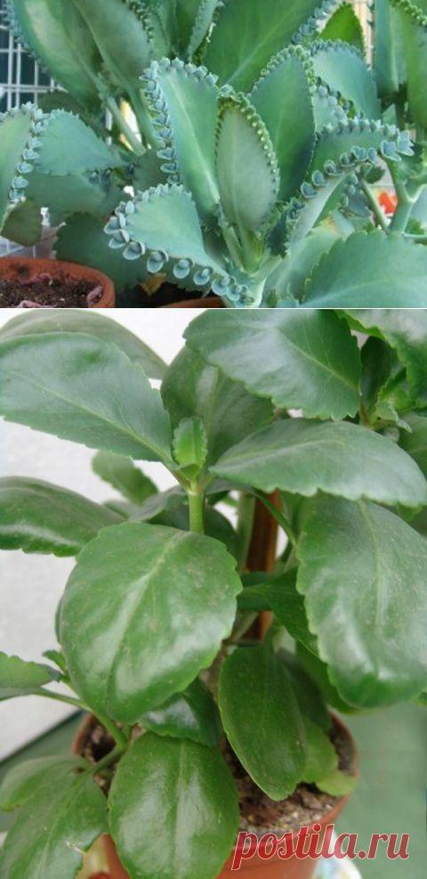 Каланхоэ перистое: домашний лекарь | Советы Народной Мудрости