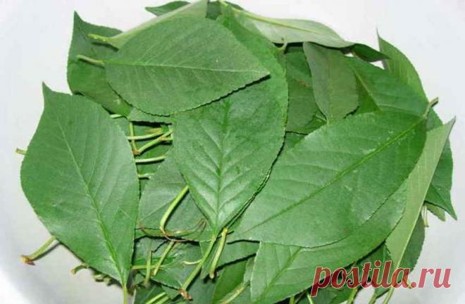 Листья и веточки вишни от любых болей в почках лечат. Просто завари и почки полечи. Собираем на зиму, чтобы круглый год была помощь организму!