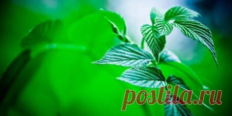 8 причин выращивать мяту / Будьте здоровы