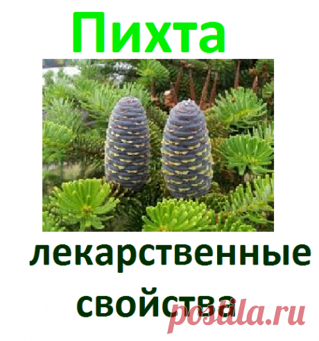 Пихта, лекарственные свойства | Советы целительницы