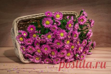 Фотографии самых красивых цветов | Newpix.ru - позитивный интернет-журнал