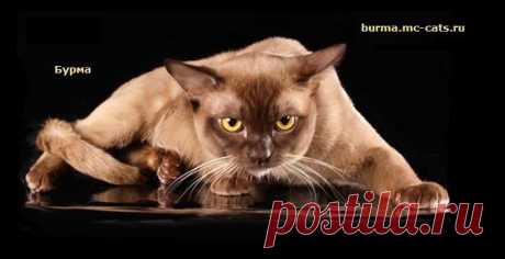 Бурманские кошки Питомника Murmurcat.