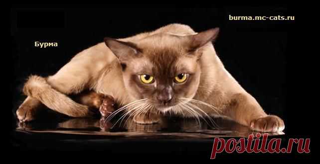 Бурманские кошки Питомника Murmurcat.