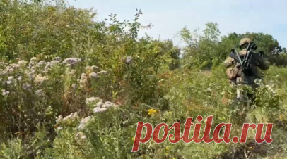 «Сжигаем и пробиваем противника»: работа спецподразделений военной разведки в зоне СВО. Военкор RT Саргон Хадая побывал на Покровском направлении, где увидел работу спецподразделений военной разведки. Бойцы рассказали, что в их задачи входит установка засад на ВСУ и их натовскую технику. Добытые в бою трофеи используются в боях против украинской армии и облегчают доставку боекомплекта на линию фронта. Также российские военные сообщают о боях с наёмниками, упоминая о сдаче в плен и бегстве…