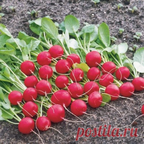 5 урожаев редиса? Не предел!