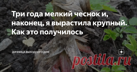 Три года мелкий чеснок и, наконец, я вырастила крупный. Как это получилось Три года после приобретения дачи я с маниакальным упорством сажала в конце сентября чеснок предыдущего хозяина. И каждый год он вырастал махоньким. Я себя утешала "Зато вкусный, зато полезный, зато свой и свежий!".
Каждый год старательно его пропалывала, поливала крапивным и травяным настоем и с наивным трепетом ожидала конца июля, чтобы посмотреть, каким же он уродится. А рождался он все меньше и