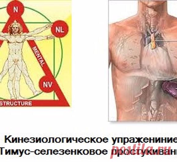 Тимус-селезенковое простукивание — кинезиологическое упражнение для поднятия иммунитета