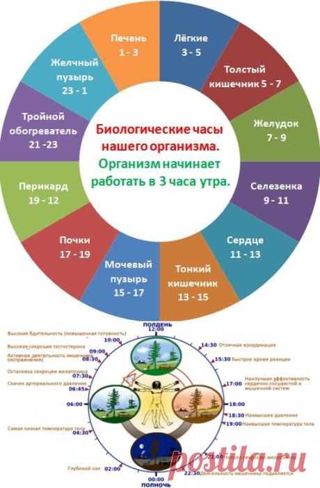 Часы работы Вашего организма: что важно знать