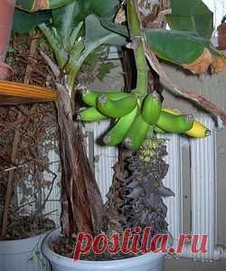 Банановое дерево в качестве экзотического питомца |