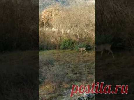 #животные #животныймир #косуля #naturelovers #animals