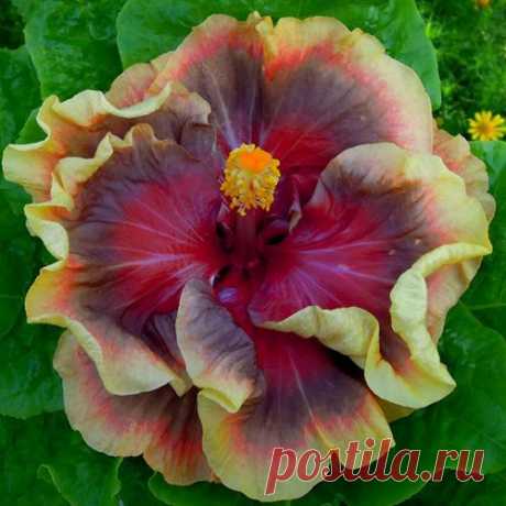 Hibiscus 'Super Storm'