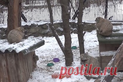 Новосибирский зоопарк показал подросших котят манула. В Новосибирском зоопарке подросли котята манула Евы — им уже исполнилось больше полугода. На кадрах видно трех котят в одном вольере. Заметно, что животные прошли зажировку и подготовились к холодам. Ранее в Новосибирском зоопарке сняли манула Зеленогорска, который грел лапки, поставив их на хвостик.