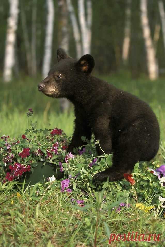 (1) Тhe beautiful world of Ludmila ( Красивият свят на Людмила )