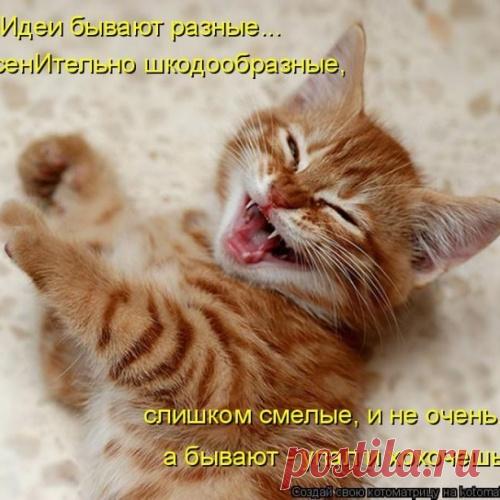 Самые забавные котоматрицы недели