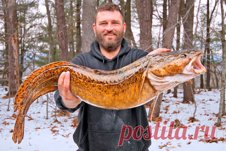 Рыболов поймал крупного налима и поставил рекорд. Американский рыболов поймал крупного морского налима и поставил рекорд штата Нью-Гэмпшир. Рекордная рыба попалась Райану Скотту Эшли, когда он рыбачил на озере Уиннипесоки. Ее вес составил 5,44 килограмма, а длина — 89 сантиметров. Эшли хочет, чтобы из его улова сделали чучело.