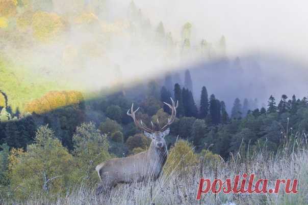 «Каждую осень я иду в горы и мечтаю сфотографировать оленя на фоне осеннего леса. И вот за 12 лет мне впервые удалось кое-что: олень и осенний лес в одном кадре. А туман, освещенный солнцем - это был настоящий подарок», – пишет Александр Перевозов, nat-geo.ru/community/user/18829