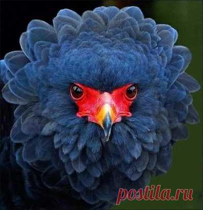 Орел-скоморох...