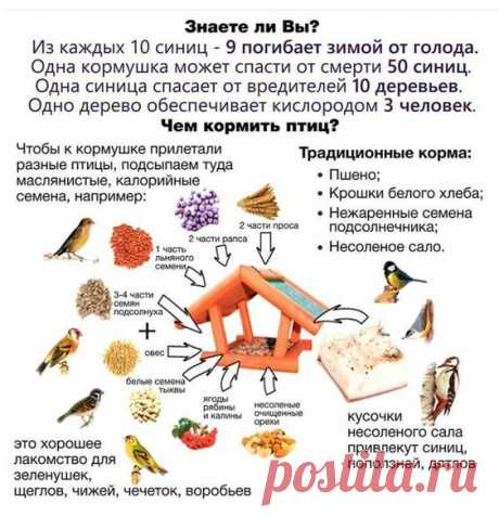 Чем кормить птиц