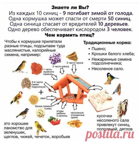 Чем кормить птиц