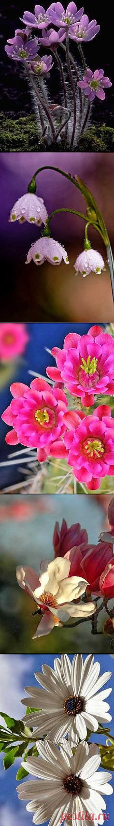 Fleurs