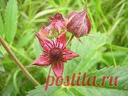 Сабельник лечит суставы.