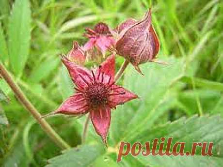 Сабельник лечит суставы.