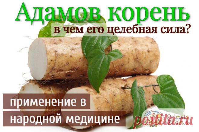 Адамов корень: лечебные свойства и способы применения