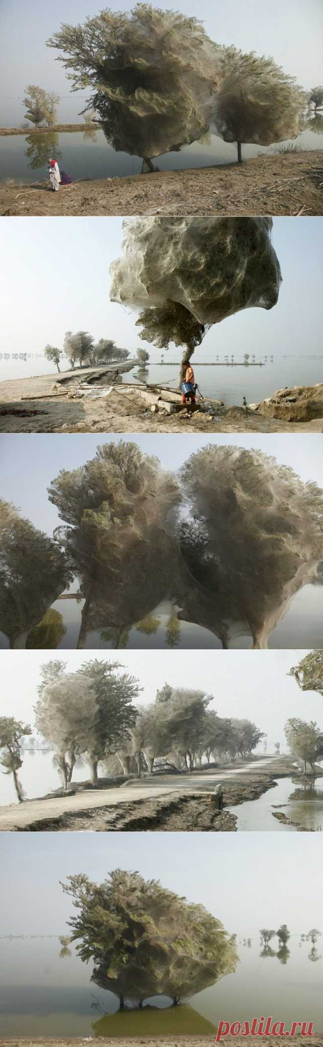 Паучьи деревья