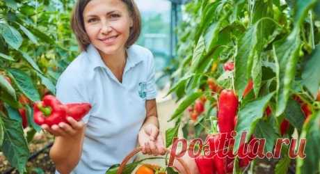 Чтобы перцы выросли крупными и сладкими