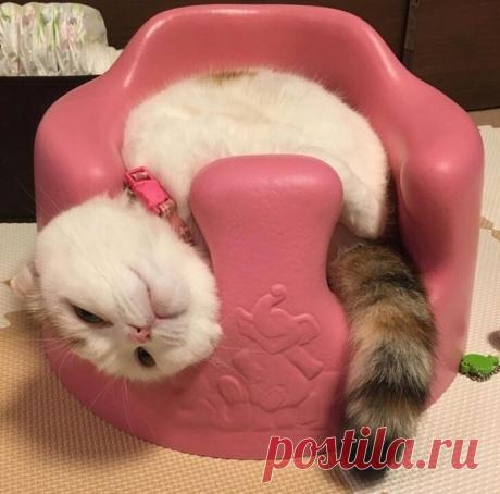 Они ведут себя странно, но кадры получаются отменные.