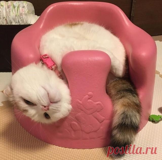 Они ведут себя странно, но кадры получаются отменные.