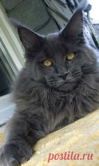 Maine Coon