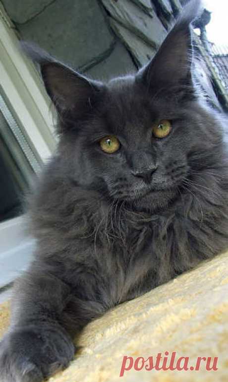 Maine Coon