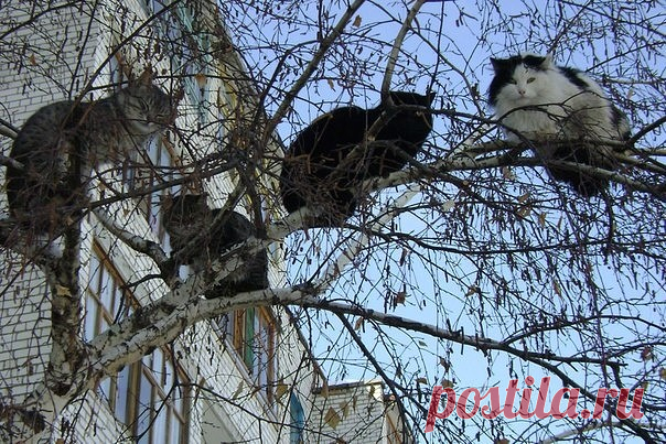 Март!!! 



 






 


До весны осталось совсем чуть-чуть — уже коты прилетели
 



















 
