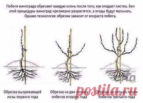 Сад Огород – Сообщество – Google+